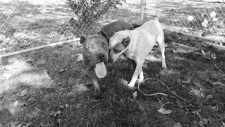 Other Photos of thie Dog